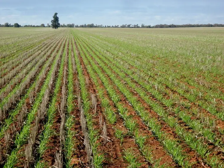 Fifth view of Homely rural property listing, "Flynns" and "Fork Log", Goolgowi NSW 2652