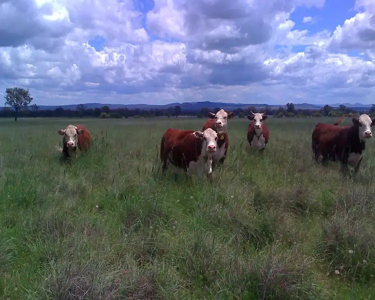 "Thurloo" 428 Howes Hill Rd, Gunnedah NSW 2380