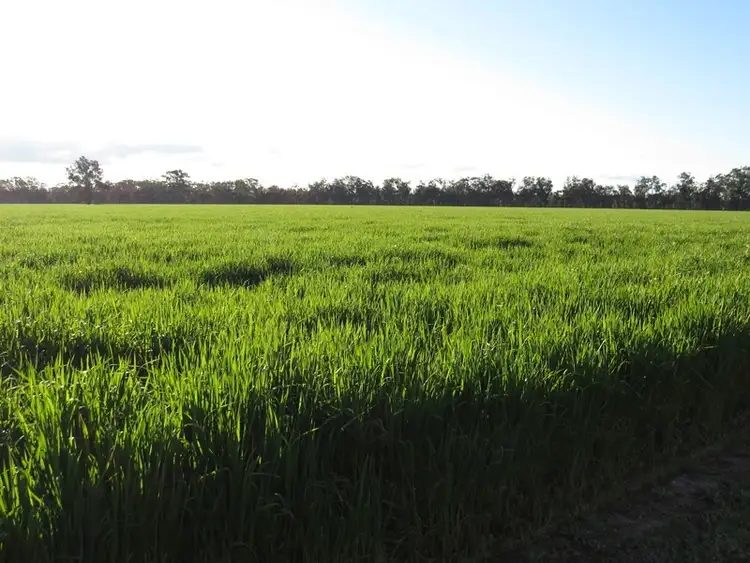Seventh view of Homely rural property listing, 264 OLD DENILIQUIN ROAD, Moama NSW 2731