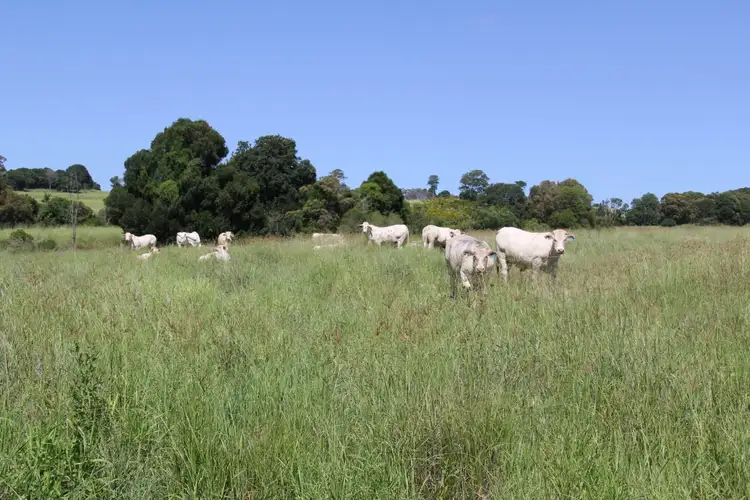Seventh view of Homely rural property listing, lot 79 corndale road, Corndale QLD 4610
