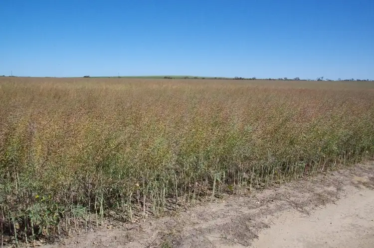 Second view of Homely rural property listing, 638 Ballidu South-East Rd, Kondut via, Wongan Hills WA 6603