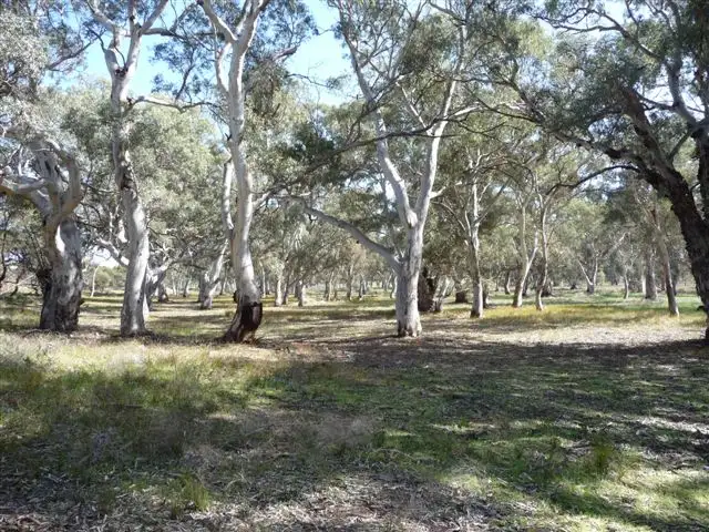 Main view of Homely rural property listing, Sect 383 Black Hill Rd, Cambrai SA 5353