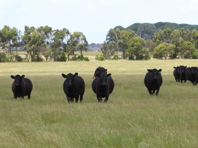 Main view of Homely rural property listing, - Terang-Woolsthorpe Road, Ballangeich VIC 3279