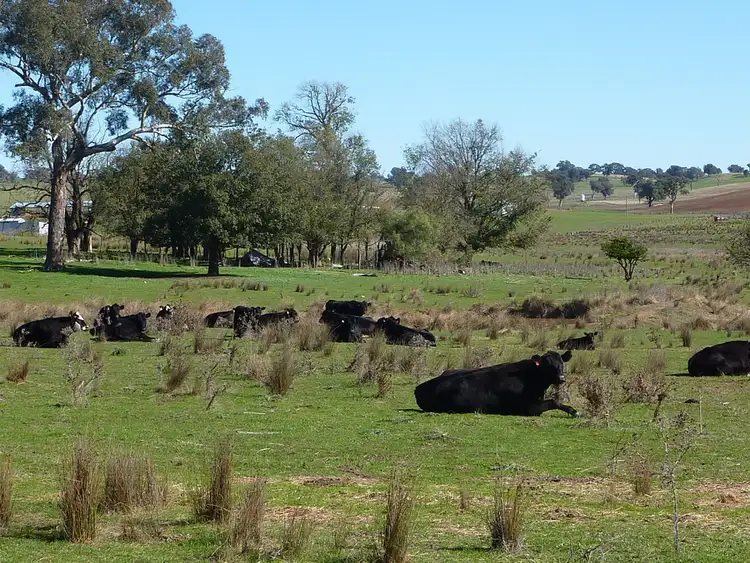 Third view of Homely rural property listing, 300 McClures lane Keajura, Wagga Wagga NSW 2650