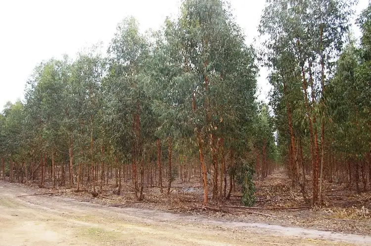 Main view of Homely rural property listing, - Whites Road, Digby VIC 3309