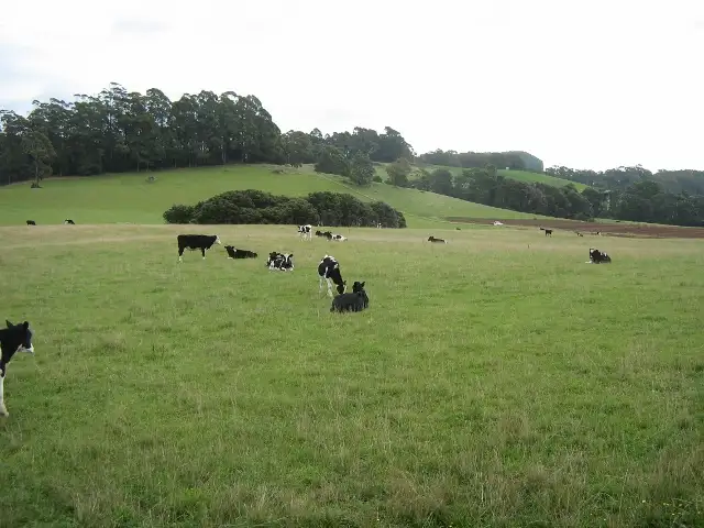 Seventh view of Homely rural property listing, 1556 Pine Road, Riana TAS 7316