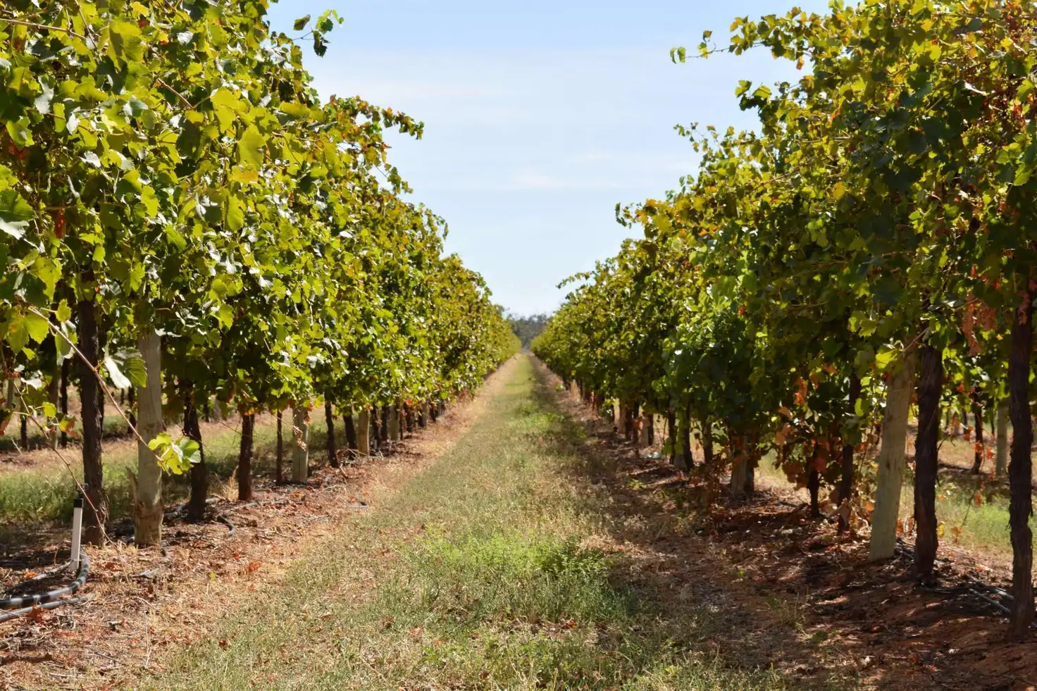 Main view of Homely rural property listing, Lot 1 & 2 Lock 10 Road, Wargan VIC 3505