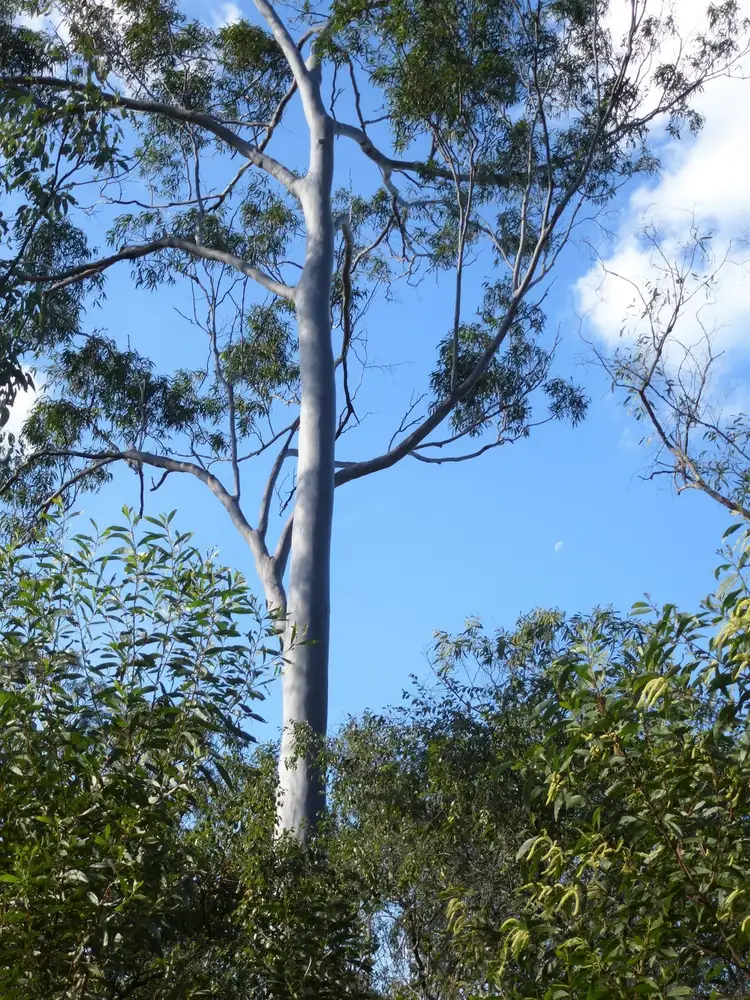 Third view of Homely land listing, Lot 17 Clarke Road, Lowmead QLD 4676