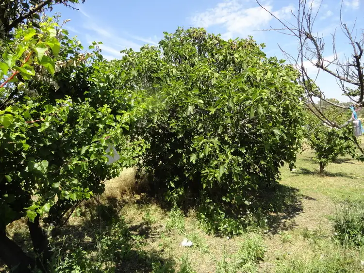 Seventh view of Homely rural property listing, Lot 178 Queen Street, Walbundrie NSW 2642