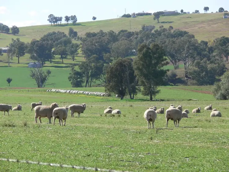 Fifth view of Homely rural property listing, 506 Binni Creek Road, Cowra NSW 2794