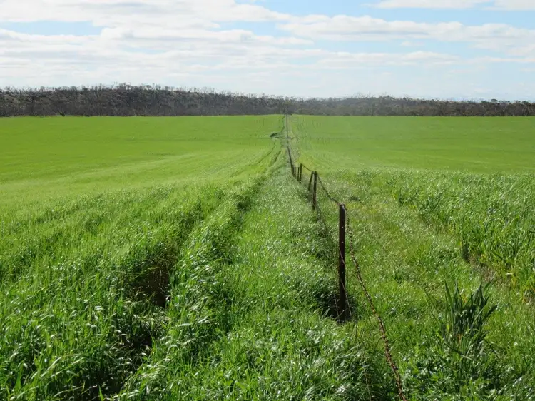 Third view of Homely rural property listing, 4082 Sunraysia Highway, Tempy VIC 3489