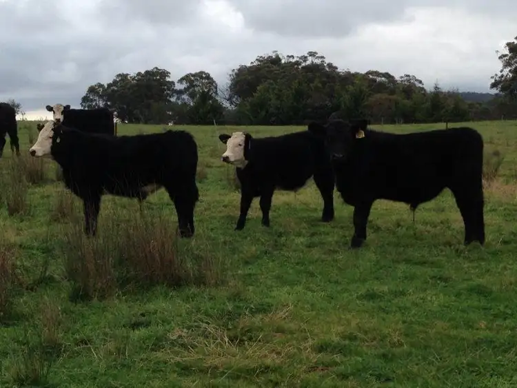Third view of Homely rural property listing, Lot 4 1971 Towrang Rd, Goulburn NSW 2580