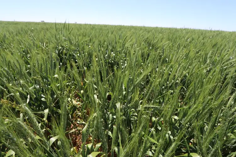 - Argyle & Melba Downs, Quandialla NSW 2721