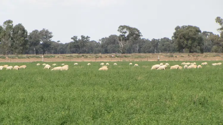 Third view of Homely rural property listing, 993 Hardings Road, Picola VIC 3639