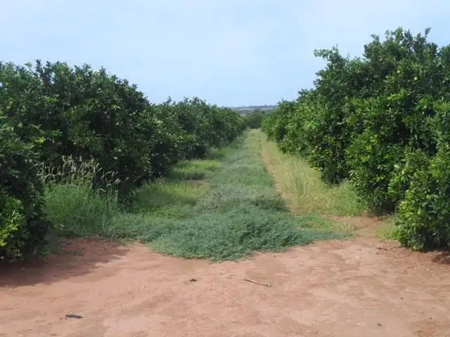 Main view of Homely land listing, LOT 37 GOGEL RD, Moorook SA 5332