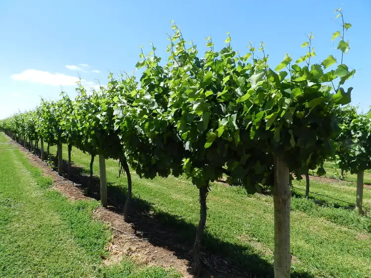 Second view of Homely rural property listing, 57 Old Sturt Highway, Barmera SA 5345