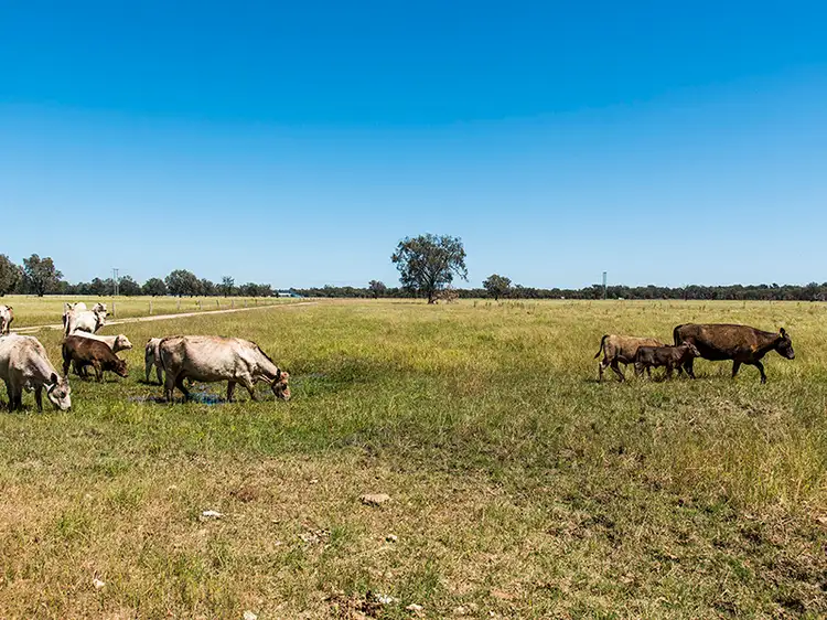 Fifth view of Homely rural property listing, 1484 Kargotich Rd, Mardella WA 6125