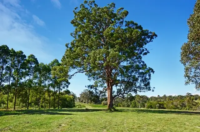 Sixth view of Homely land listing, Lot 205 Beechwood Road, Beechwood NSW 2446