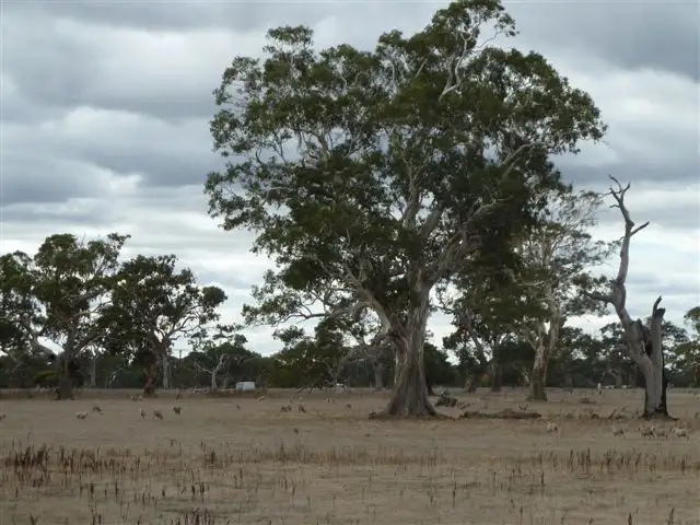 Main view of Homely land listing, 0 Buddle Lane, Kalangadoo SA 5278
