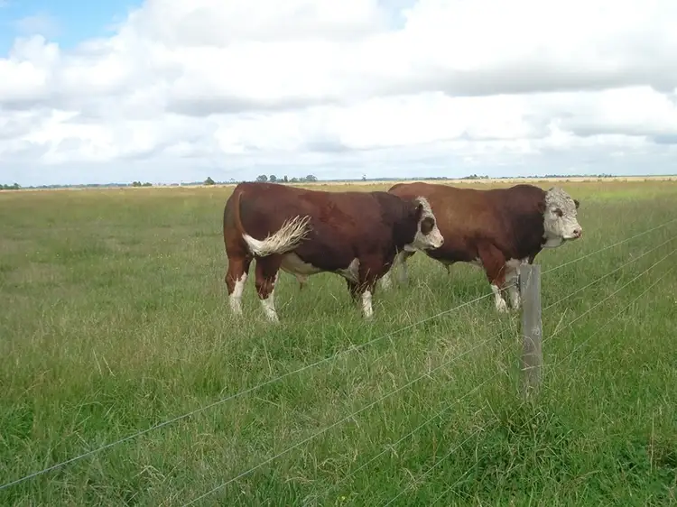 Second view of Homely rural property listing, Lot 100 Donoghues Road, Naracoorte SA 5271
