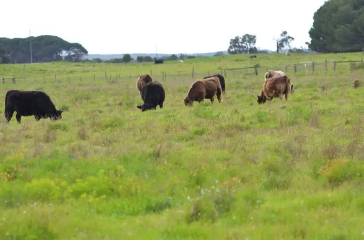 Seventh view of Homely rural property listing, Section 208 Main South Eastern Rd, Robe SA 5276