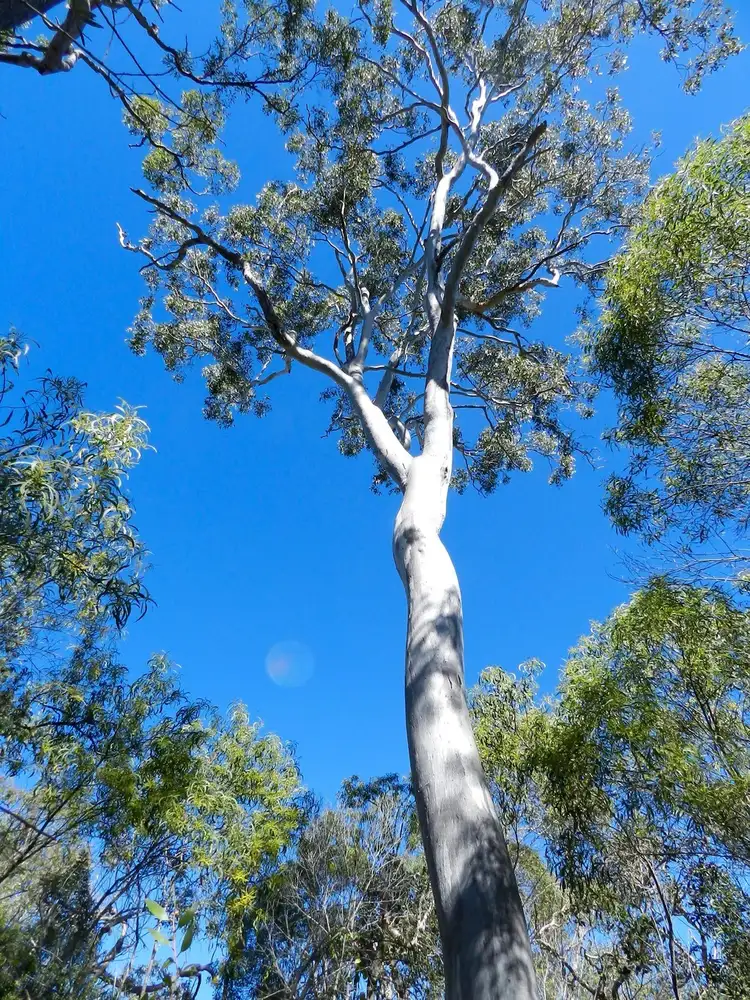 Third view of Homely land listing, Lot 6 Bootmaker Drive, Round Hill QLD 4677