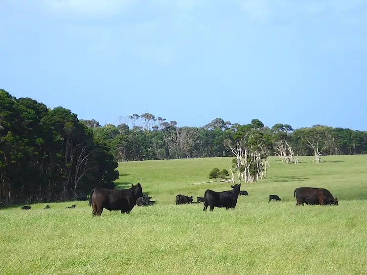 Second view of Homely rural property listing, 113 BOLD HEAD ROAD, King Island TAS 7256