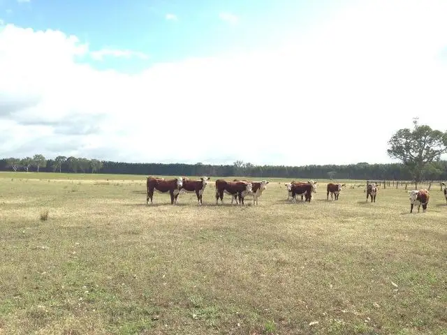 Seventh view of Homely land listing, . Myaring/Pieracle Road, Strathdownie VIC 3312