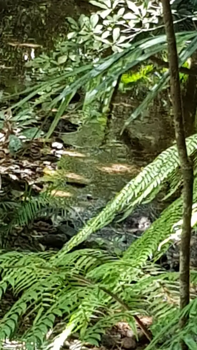 Sixth view of Homely land listing, Lot 19 Thornton Pk Drive Forest Creek, Daintree QLD 4873