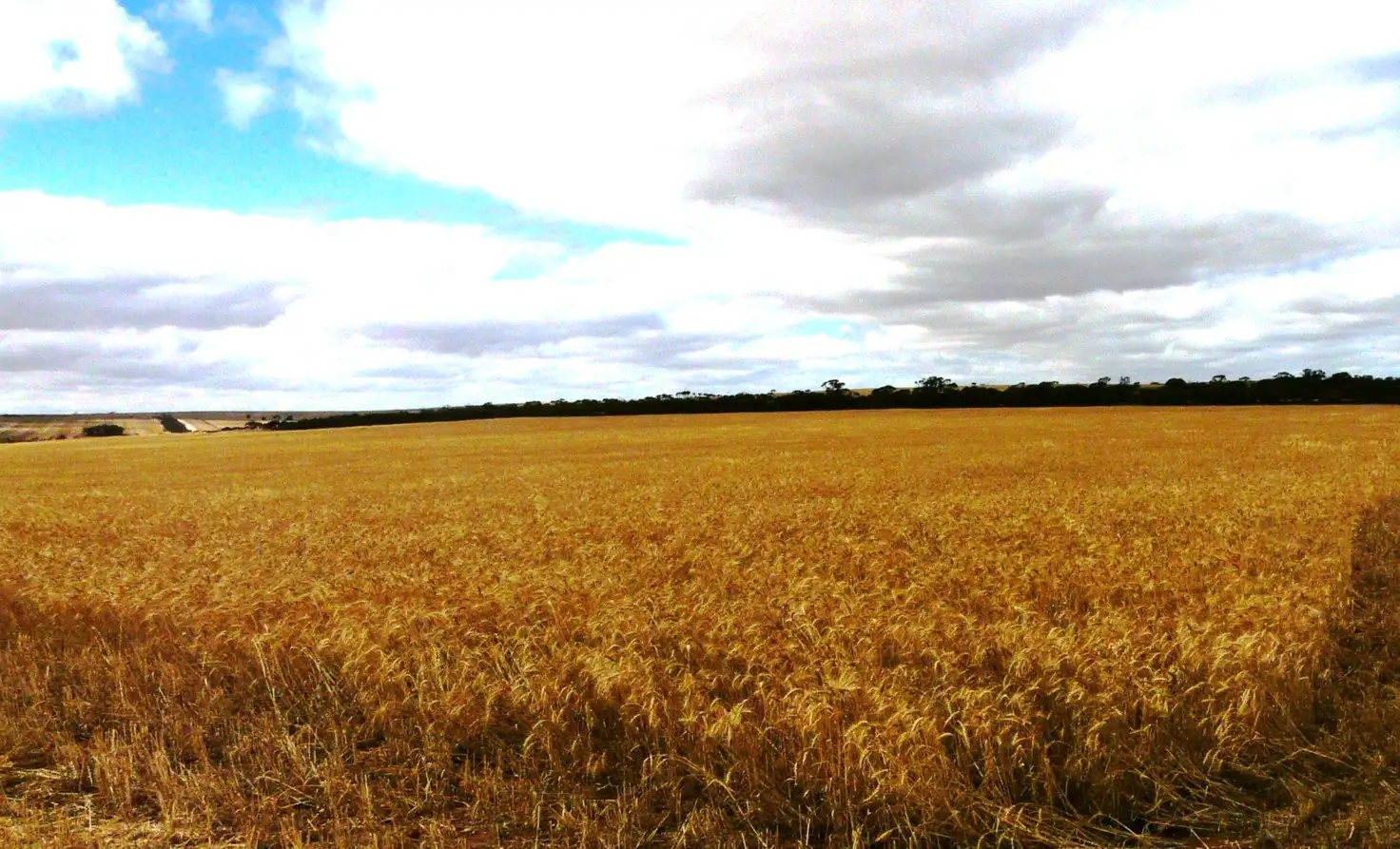 Main view of Homely rural property listing, . "COCKSHELLS", Bowhill SA 5238