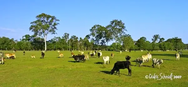 Seventh view of Homely rural property listing, 17 Maroolingar Road, Captain Creek QLD 4677