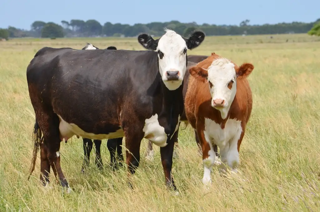 Main view of Homely rural property listing, 204 Majors Road, Millicent SA 5280