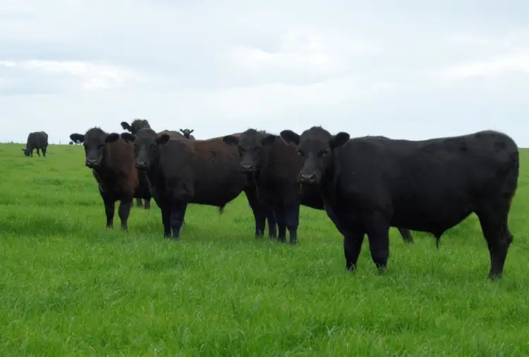 Third view of Homely rural property listing, Address available on request