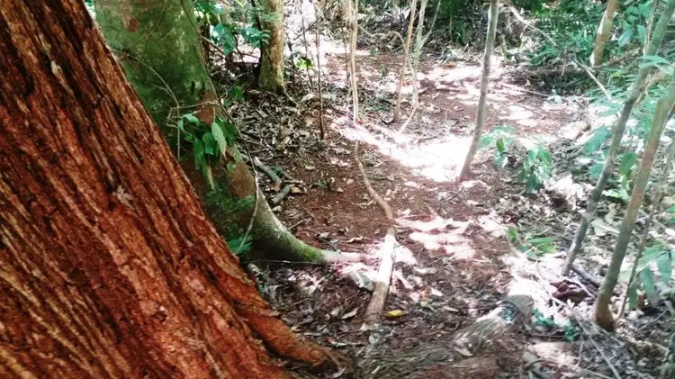 Sixth view of Homely land listing, 515 Silver Ash Road, Daintree QLD 4873