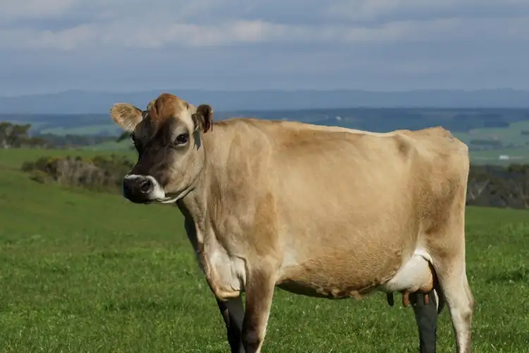 Second view of Homely rural property listing, 2419 Lavers Hill-Cobden Road, Simpson VIC 3266