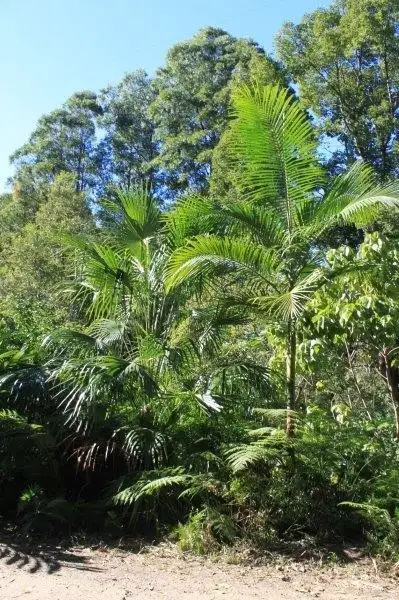 Fifth view of Homely land listing, 1 / 114 Maso Road, Rosebank NSW 2480