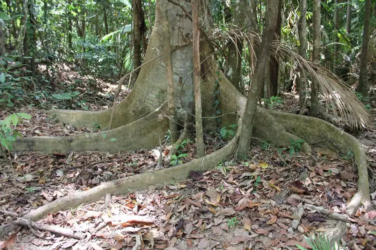 Seventh view of Homely land listing, Lot 1 Thornton Peak Drive FOREST CREEK, Daintree QLD 4873
