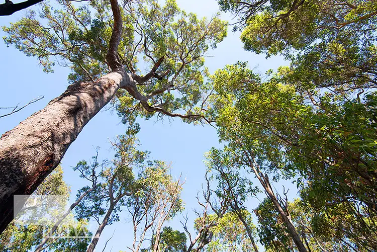 Third view of Homely land listing, Lot 5 (24) Brockman Road, Cowaramup WA 6284