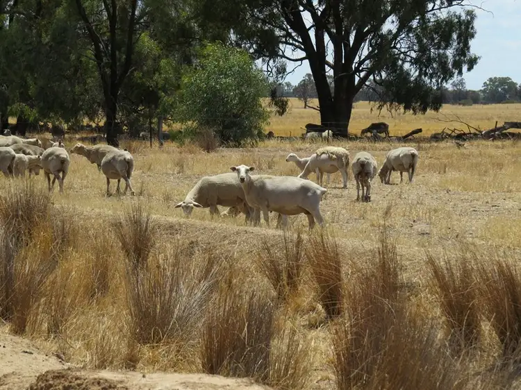 Fifth view of Homely rural property listing, 2738 CALIMO ROAD, Deniliquin NSW 2710