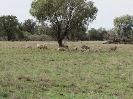 Seventh view of Homely rural property listing, 1265 Millear Road, Deniliquin NSW 2710