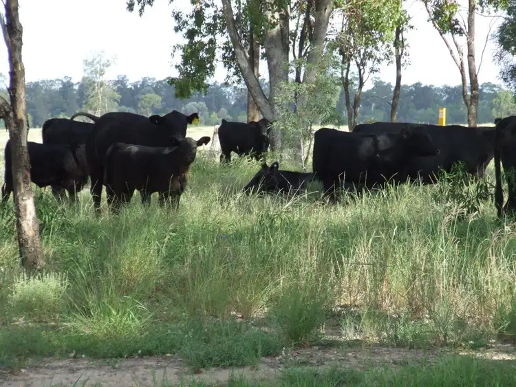 Main view of Homely rural property listing, 660 Mooroobie Lane, Goondiwindi QLD 4390