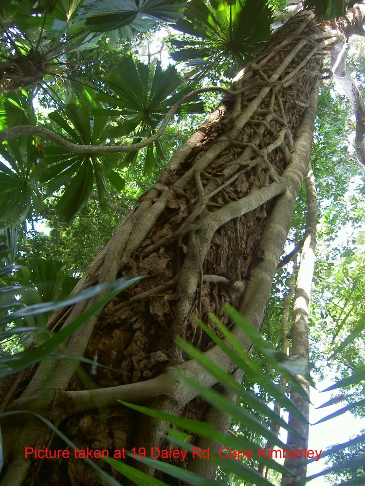 Fourth view of Homely land listing, Lot 19 Cape Tribulation Road KIMBERLEY, Daintree QLD 4873