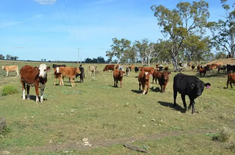 Main view of Homely rural property listing, 0 Scrubby Mountain Road, Pittsworth QLD 4356