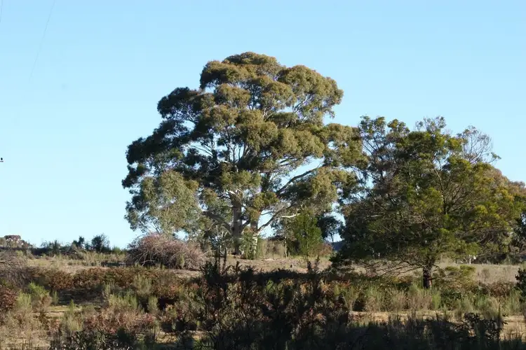 Sixth view of Homely rural property listing, Lot 1, 842 Tiyces Lane, Goulburn NSW 2580