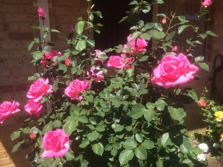 Second view of Homely house listing, 16/29 Mullings Way, Myaree WA 6154