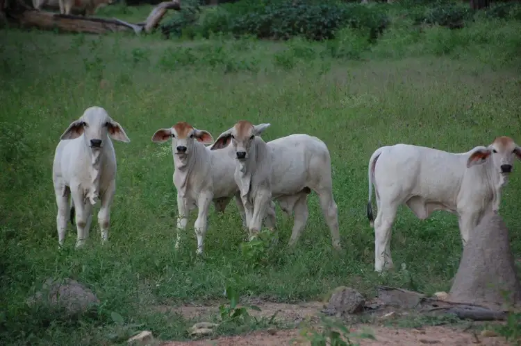 Second view of Homely rural property listing, "NEW MOON" Hervey Range Road, Charters Towers QLD 4820