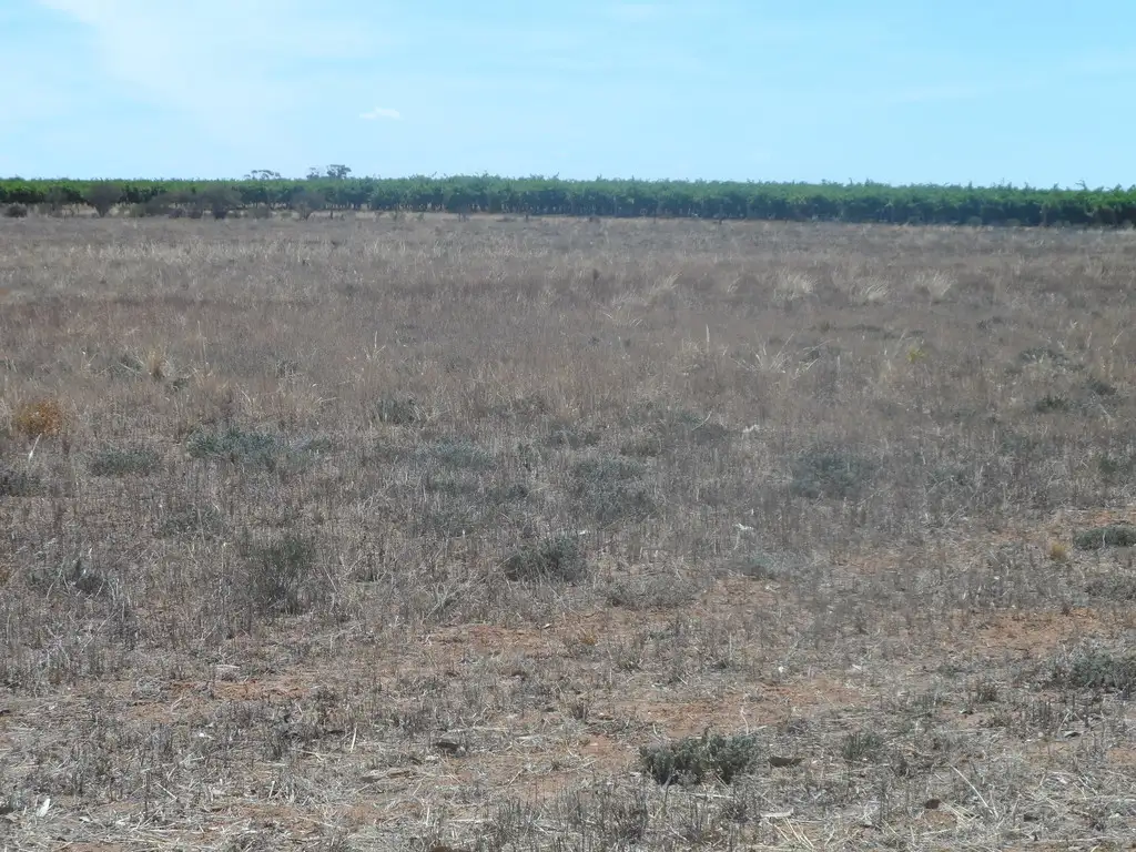 Main view of Homely land listing, Sec 434 Anderson Road, Loxton North SA 5333