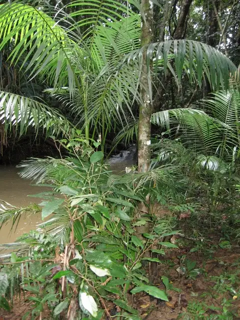 Seventh view of Homely house listing, 910 Euluma Creek Road, Julatten QLD 4871