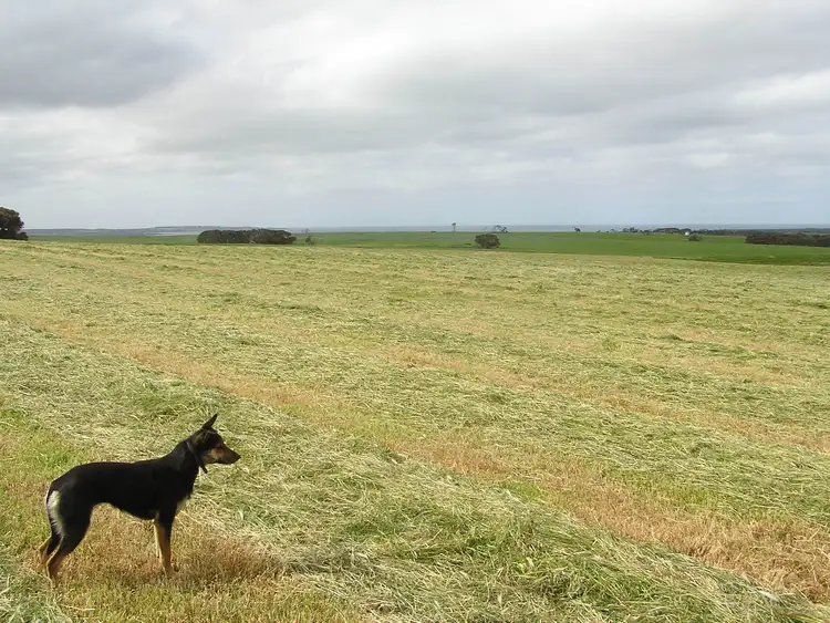 Fourth view of Homely rural property listing, Lot 1, 457 Elsegood Rd, Haines SA 5223