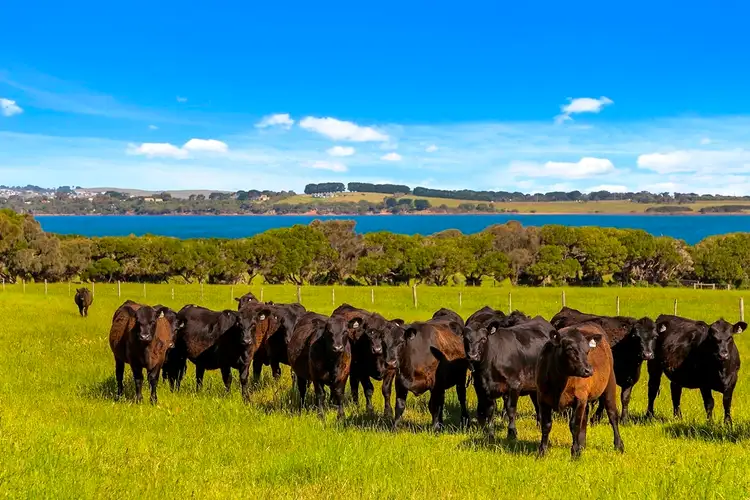 Third view of Homely rural property listing, 128 McFees Road, Rhyll VIC 3923